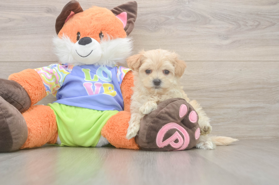 5 week old Maltipoo Puppy For Sale - Premier Pups