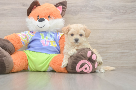 Fluffy Maltipoo Poodle Mix Pup
