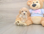 7 week old Maltipoo Puppy For Sale - Premier Pups