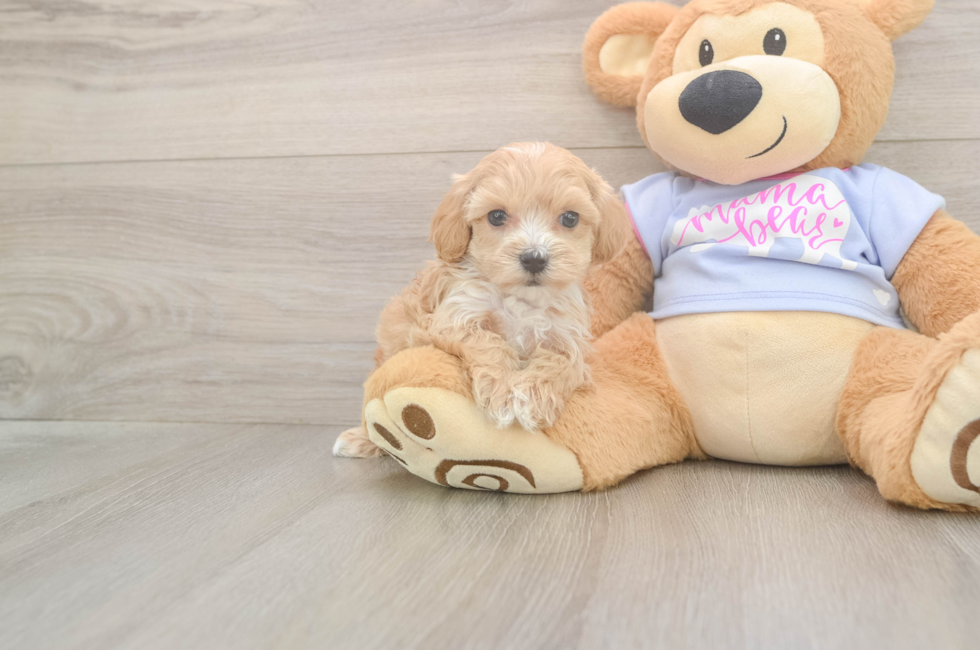 5 week old Maltipoo Puppy For Sale - Premier Pups