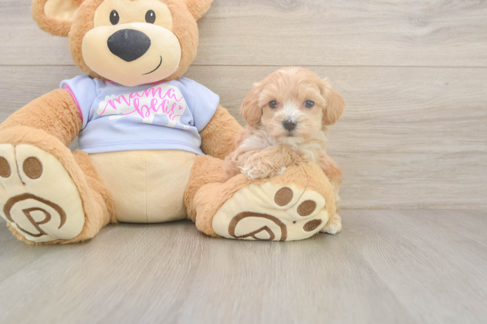 Playful Maltese Poodle Poodle Mix Puppy