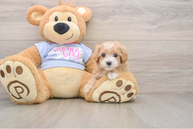 Maltipoo Pup Being Cute
