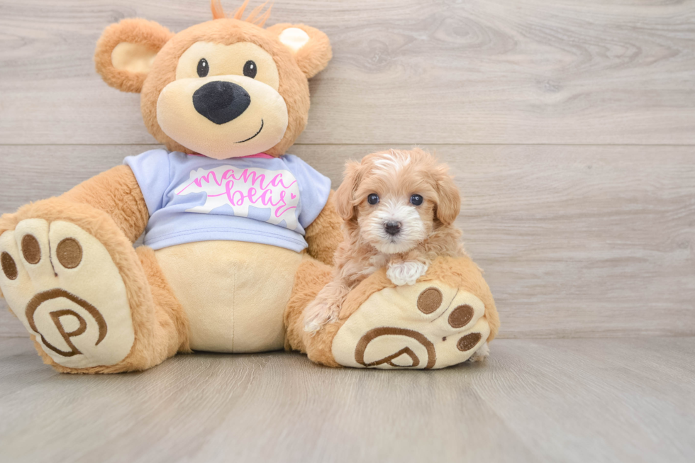 Maltipoo Pup Being Cute