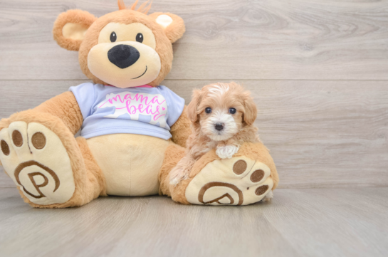 Maltipoo Pup Being Cute