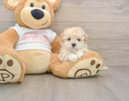 6 week old Maltipoo Puppy For Sale - Premier Pups