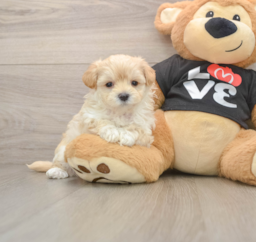 7 week old Maltipoo Puppy For Sale - Premier Pups