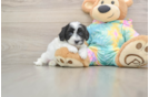 Happy Maltipoo Baby