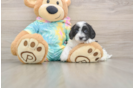 Maltipoo Puppy for Adoption