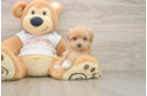 Cute Maltipoo Baby