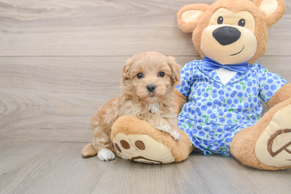 Best Maltipoo Baby