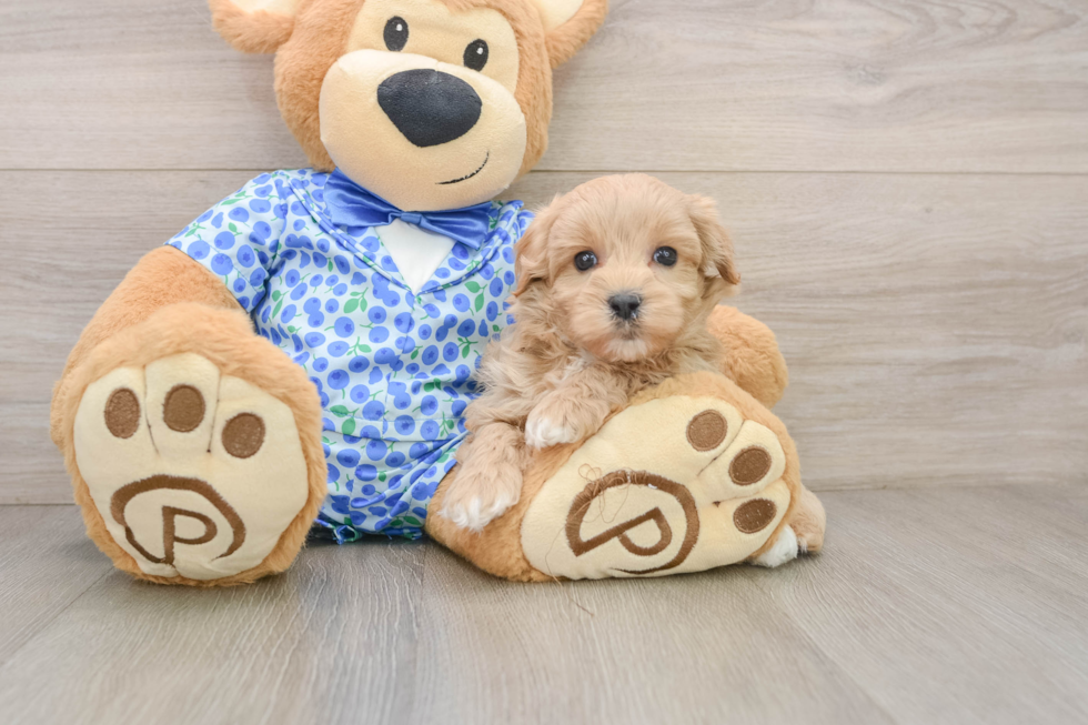 Happy Maltipoo Baby