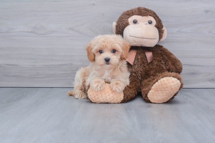 Funny Maltipoo Poodle Mix Pup