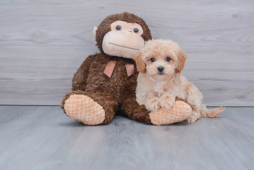 Best Maltipoo Baby