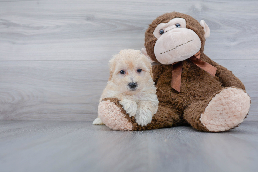 Friendly Maltipoo Baby