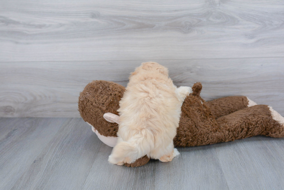Maltipoo Pup Being Cute