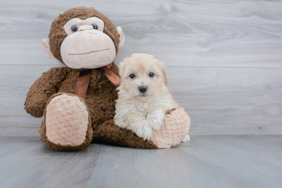 Hypoallergenic Maltepoo Poodle Mix Puppy