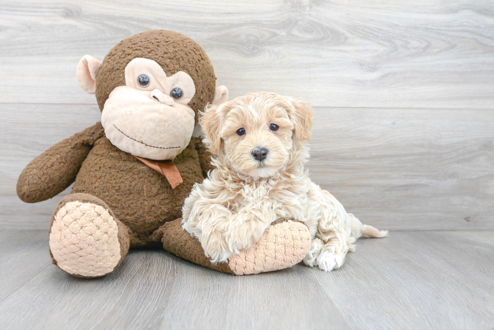 Small Maltipoo Baby