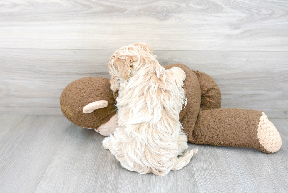 Energetic Maltese Poodle Poodle Mix Puppy