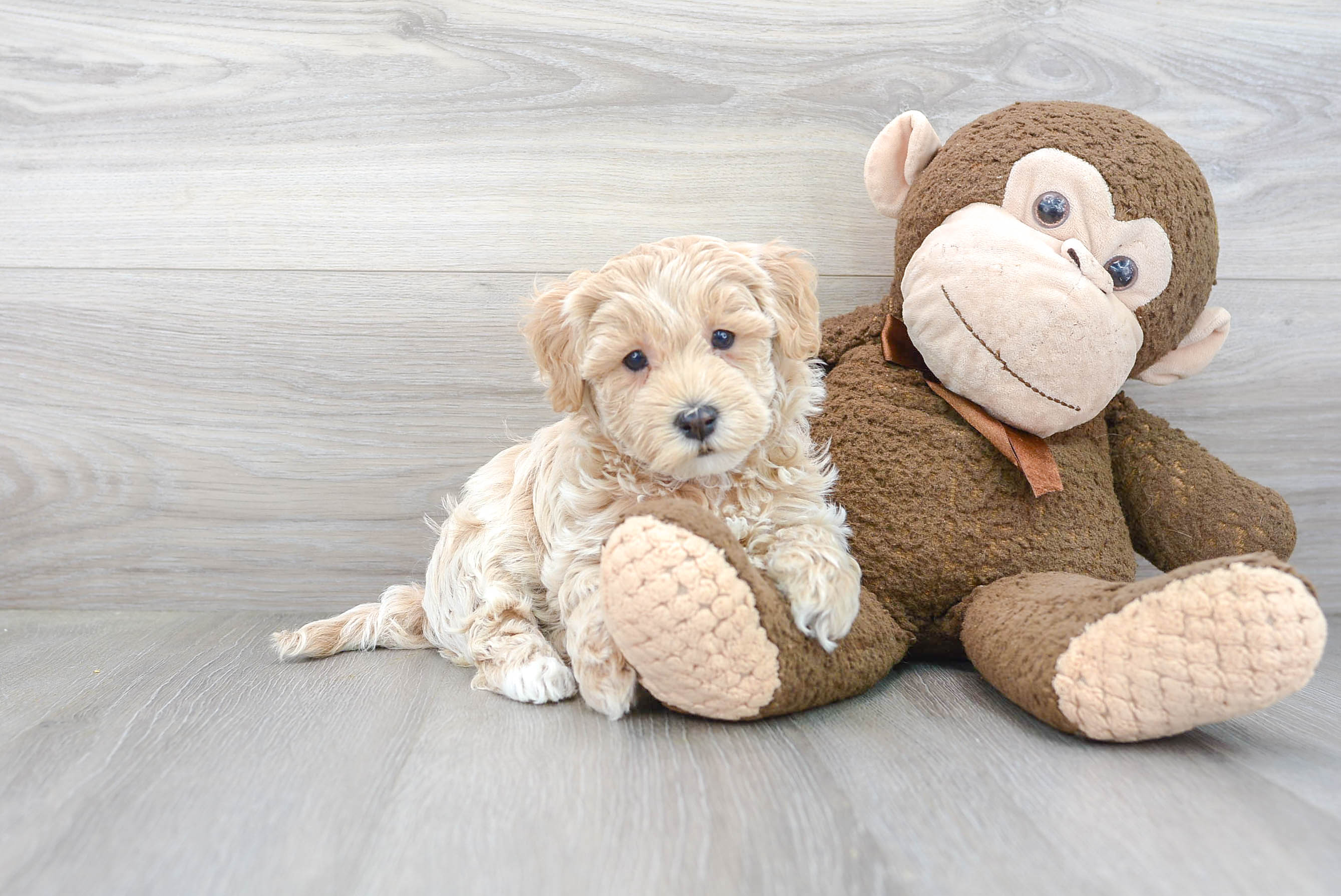 Best Maltipoo Baby