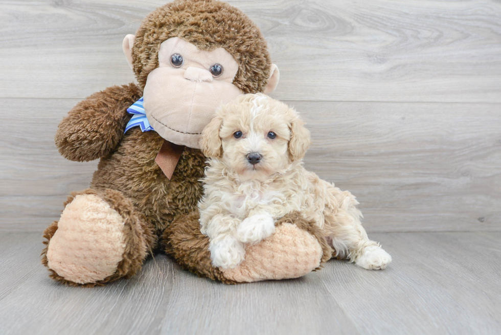 Best Maltipoo Baby