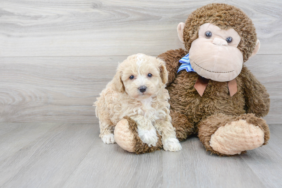 Adorable Maltepoo Poodle Mix Puppy