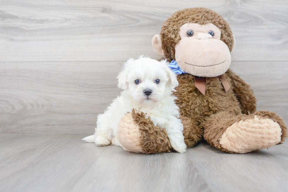 Maltipoo Puppy for Adoption