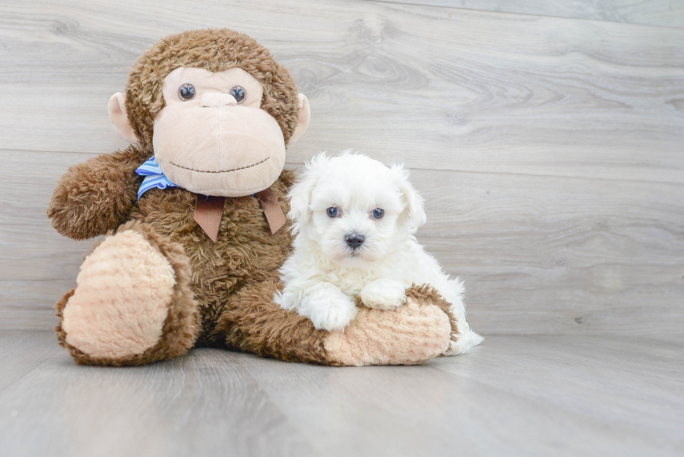 Petite Maltipoo Poodle Mix Pup