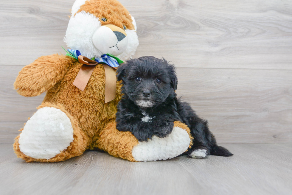 Petite Maltipoo Poodle Mix Pup