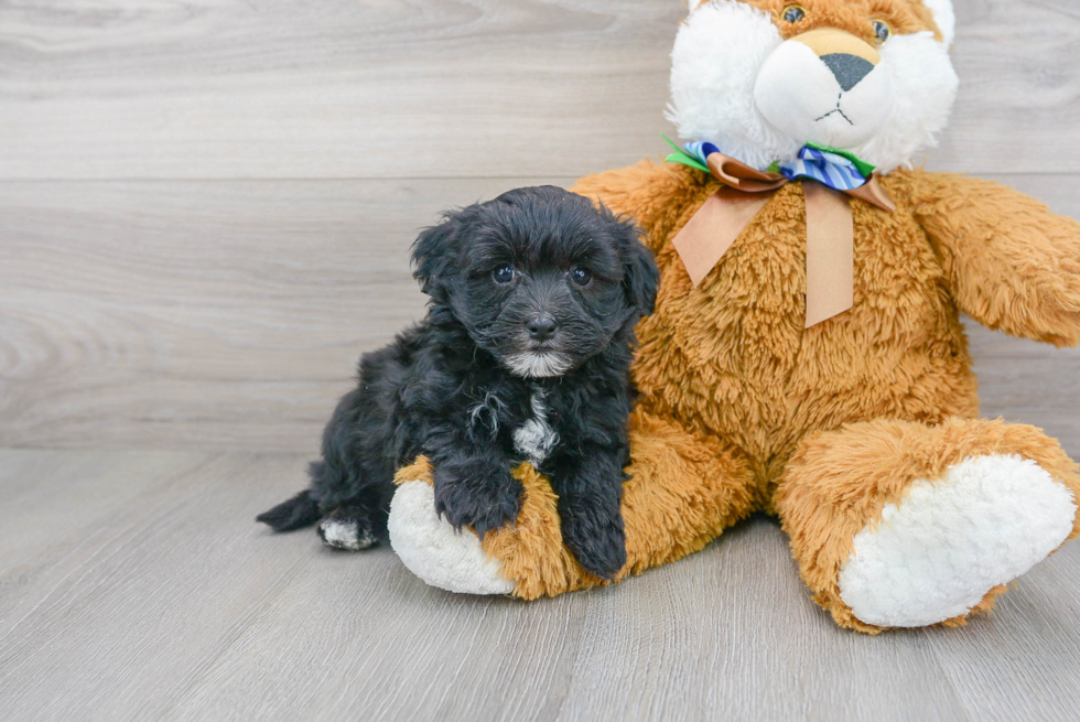 Cute Maltipoo Baby