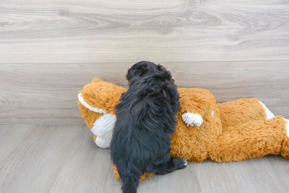 Maltipoo Pup Being Cute