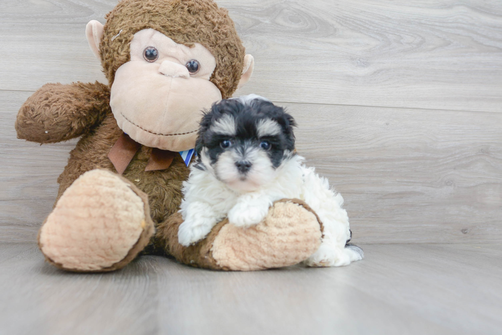 Maltipoo Pup Being Cute