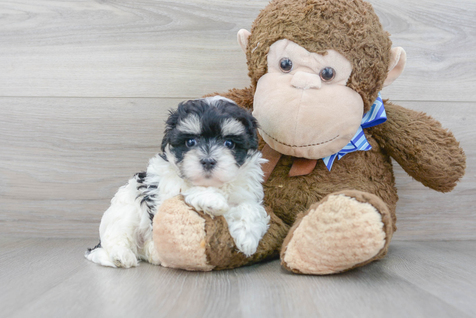 Happy Maltipoo Baby