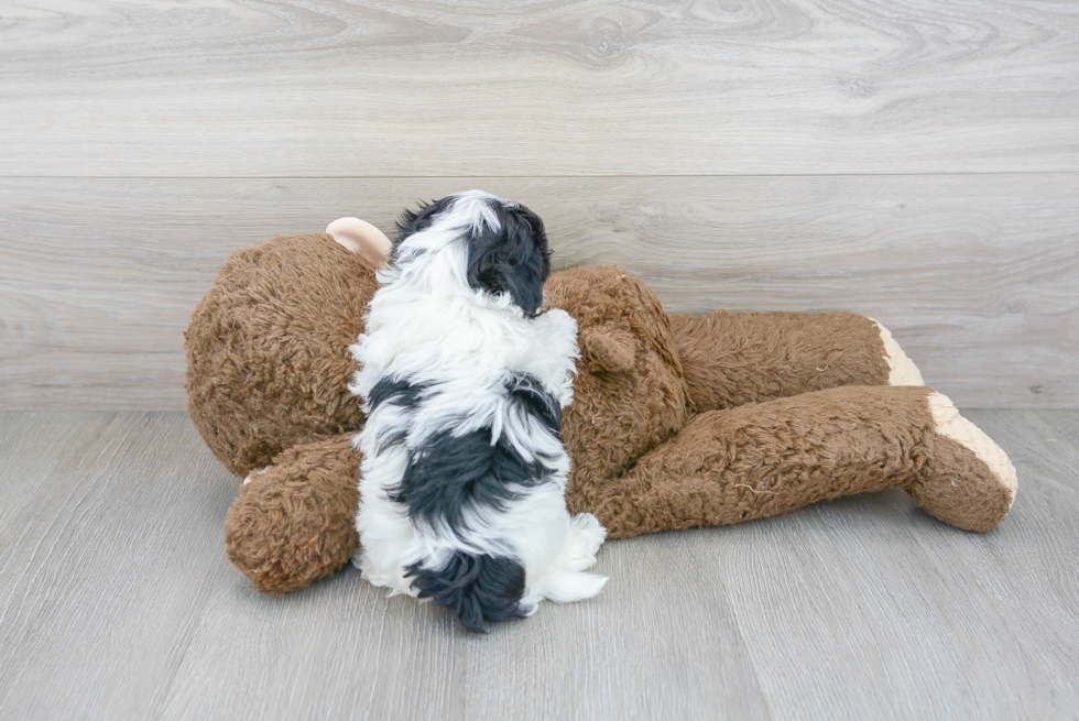 Maltipoo Pup Being Cute