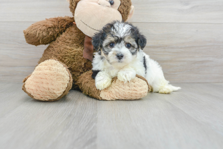 Maltipoo Pup Being Cute