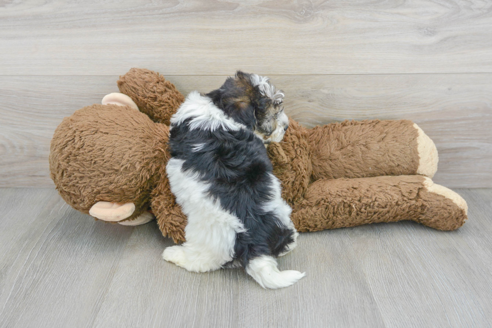 Maltipoo Puppy for Adoption