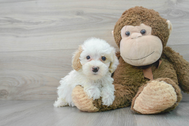 Maltipoo Puppy for Adoption