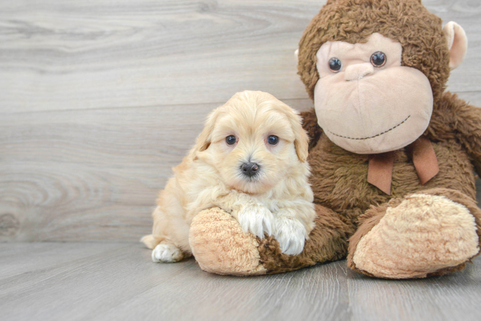 Friendly Maltipoo Baby