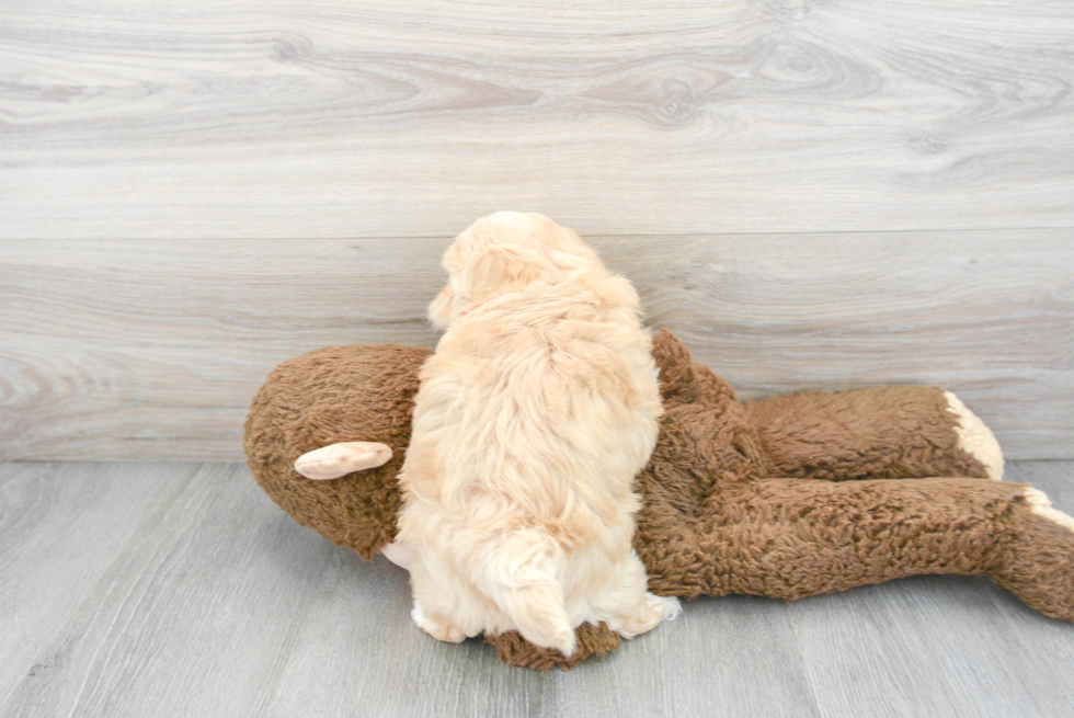 Maltipoo Pup Being Cute