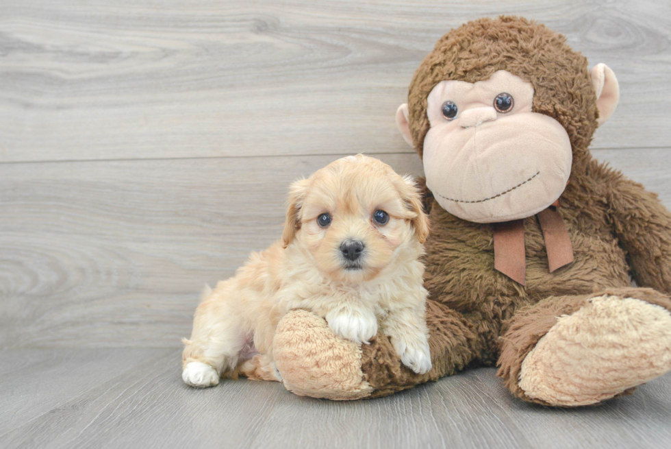 Petite Maltipoo Poodle Mix Pup