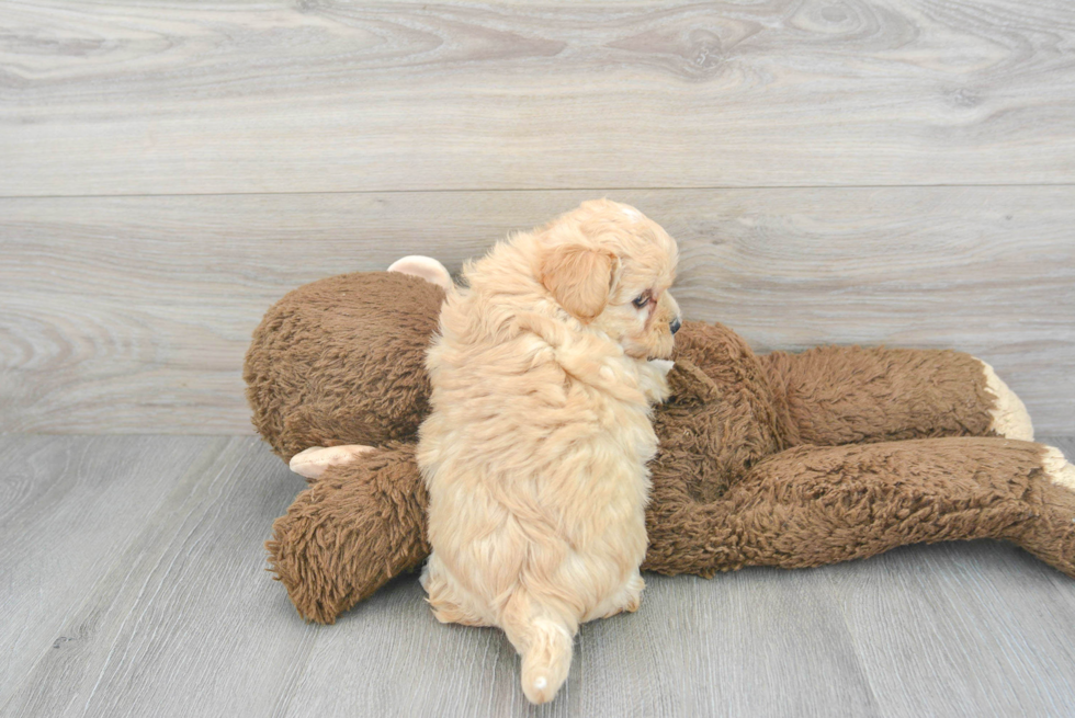 Maltipoo Pup Being Cute