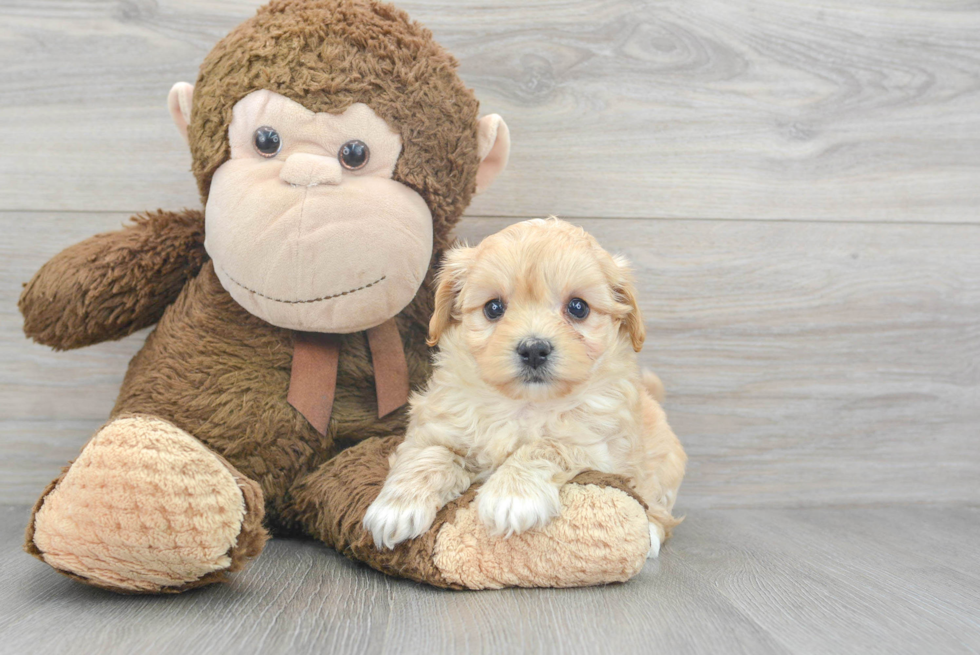 Hypoallergenic Maltepoo Poodle Mix Puppy