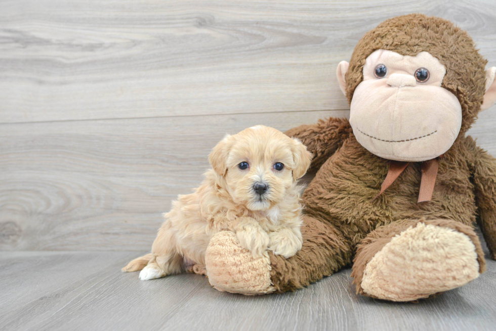 Playful Maltepoo Poodle Mix Puppy