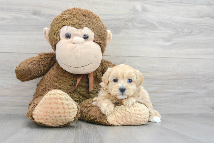 Petite Maltipoo Poodle Mix Pup