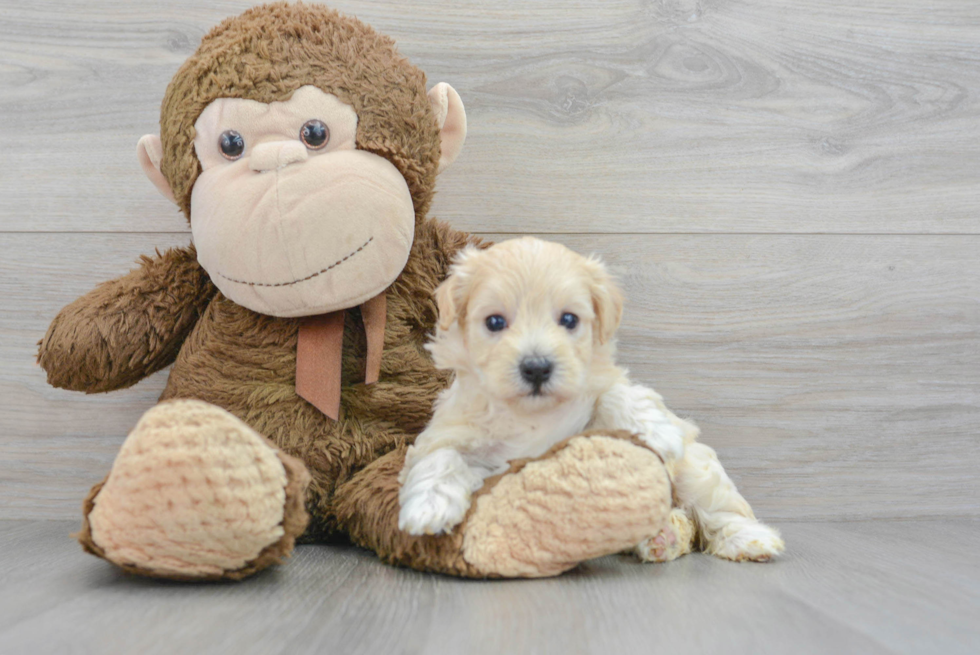 Maltipoo Puppy for Adoption