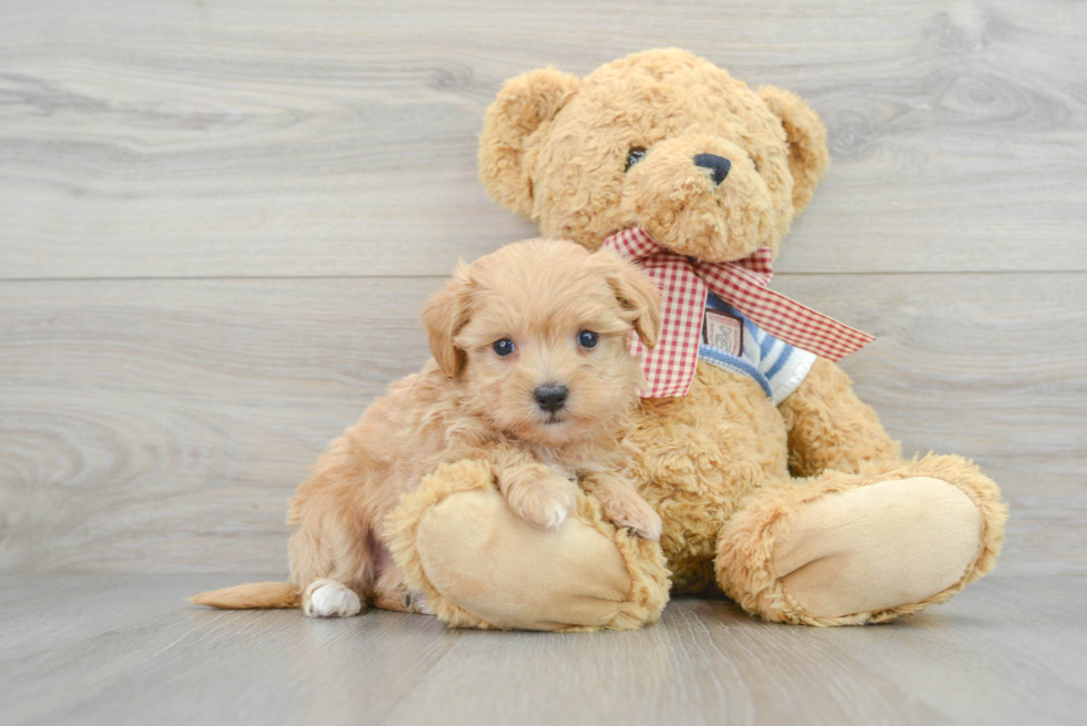 Popular Maltipoo Poodle Mix Pup