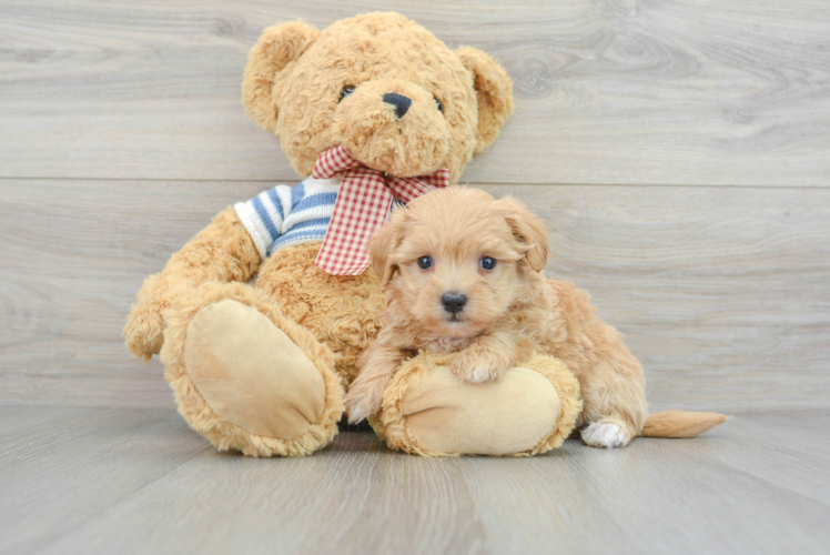 Maltipoo Puppy for Adoption