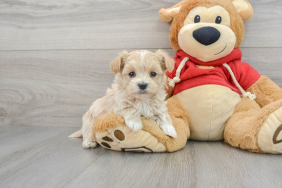 Energetic Maltepoo Poodle Mix Puppy