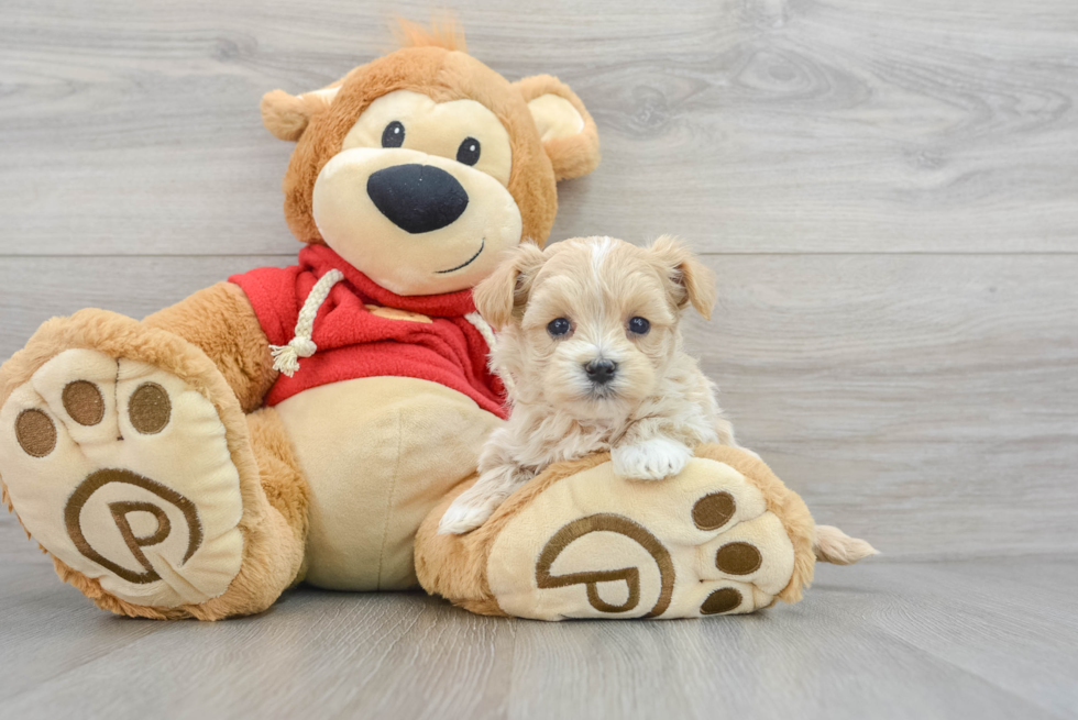 Maltipoo Puppy for Adoption