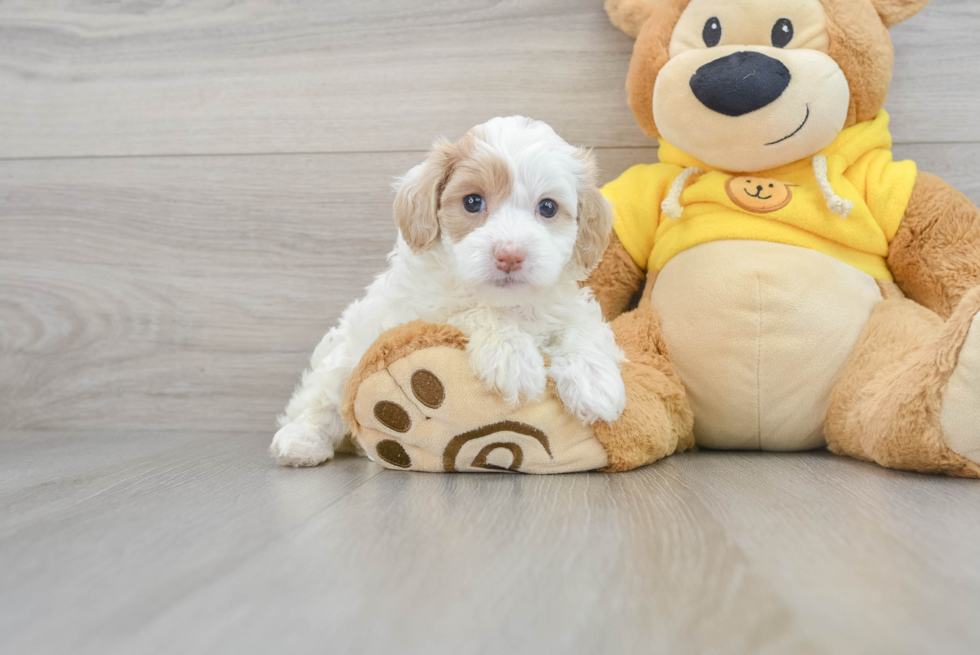 Funny Maltipoo Poodle Mix Pup