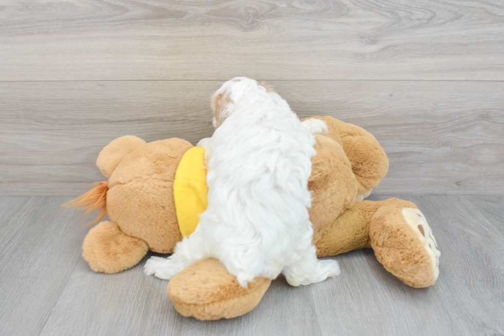 Maltipoo Pup Being Cute